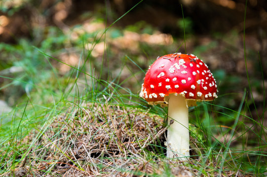 Amanita muscaria in forest litter