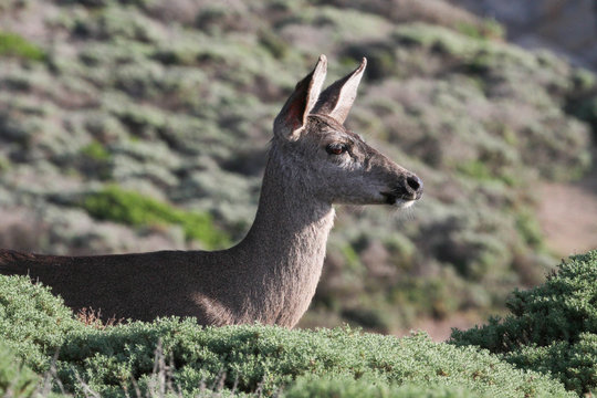 COLUMBIAN BLACK-TAILED DEER at Point Lobos State Reserve, Carmel, California