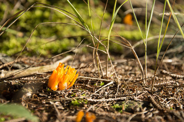 Mushroom Calocera viscosa in the .forest undergrowth
