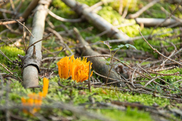 Mushroom Calocera viscosa in the .forest undergrowth