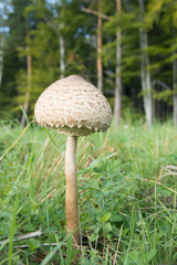 Mushroom Macrolepiota procera .in a clearing in the woods