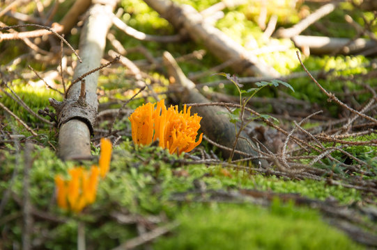 Mushroom Calocera viscosa in the .forest undergrowth