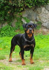 Purebred rottweiler dog