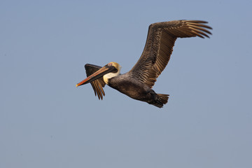 Brown Pelican Pelecanus occidentalis in flight Gulf coast Florida USA