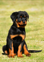 Puppy dog of rottweiler