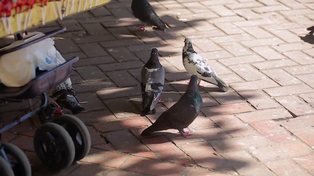 Pigeons on city street at sunny day