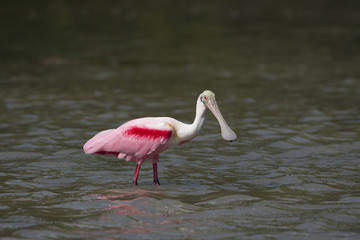 Roseate Spoonbill Ajaia ajaja feeding in lagoon on Gulf coast Florida USA
