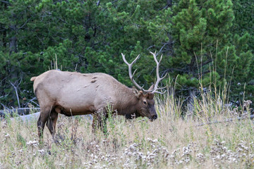 Naklejka na ściany i meble Bull elk in Yellowstone National Park