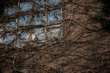 草に覆われる廃屋