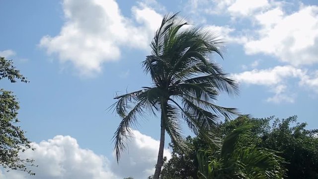 Palm trees in windy day shot