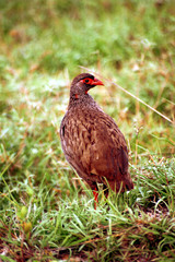 Red-necked spurfowl, Maasai Mara Game Reserve, Kenya