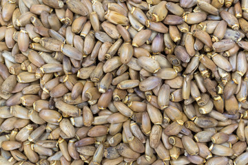 A very close view of dried organic milk thistle seeds.
