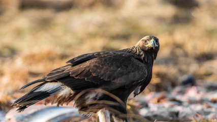 Fototapeta premium Golden Eagle's Glance