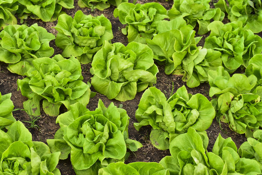 Butterhead Lettuce salad plantation, green organic vegetable lea