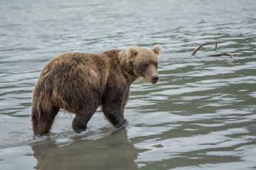Bear looks for fish in water