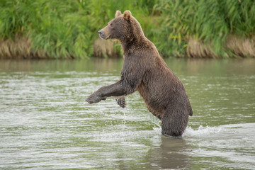 Obraz premium Bear looks for fish in water