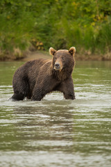 Bear looks for fish in water