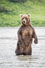 The bear stands on its hind legs