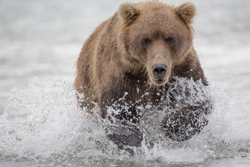 Bear attacks fish salmon