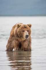 Bear looks for fish in water