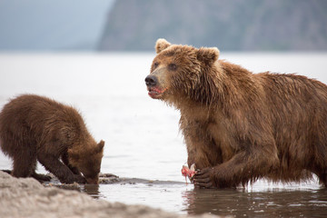 Bear looks for fish in water