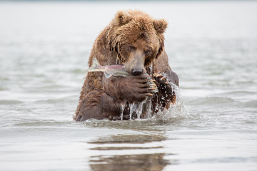 The bear stands on its hind legs