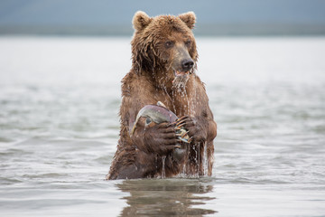 The bear stands on its hind legs