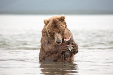 Obraz na płótnie Canvas The bear was caught and eat fish salmon