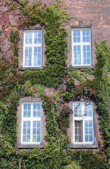 Fototapeta na wymiar old brick building with windows twined with ivy border 