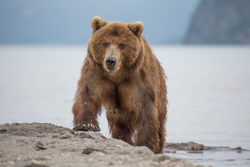 Fototapeta premium Bear looks for fish in water