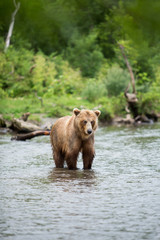 Bear looks for fish in water