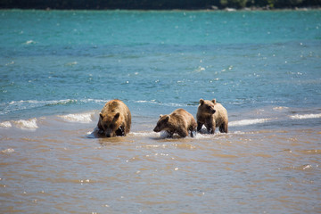 The family of bears, mother caught a fish