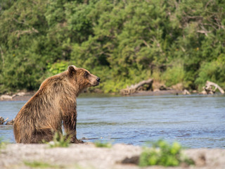 Obraz premium Bear looks for fish in water