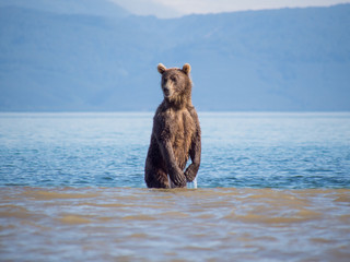 Fototapeta premium The bear stands on its hind legs