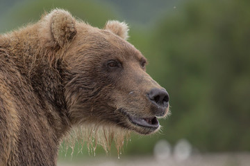 Naklejka na ściany i meble Portrait of a bear, shot from close range