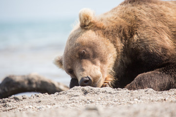 Bear lies on the shore of the lake