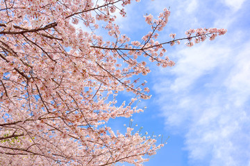 Cherry blossoms in full bloom