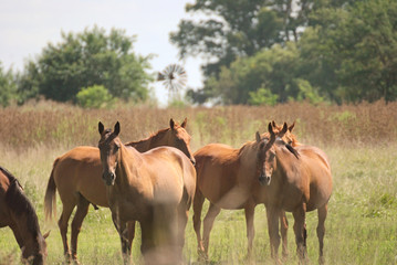 Naklejka na ściany i meble Young horses free on a field in Argentina