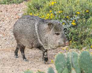 Javelina at Arizona-Sonora Desert Museum, Tucson, Arizona
