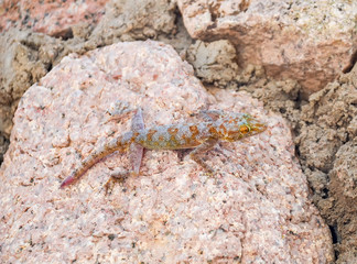 Lizard crawling on a white wall. Egypt, Sharm El Sheikh.