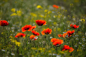 Wild poppies blossoming in steppes in spring