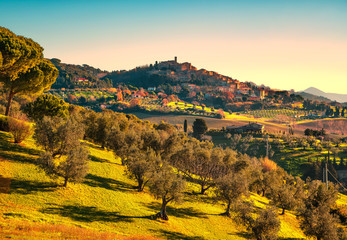 Casale Marittimo village and olive trees. Tuscany, Italy
