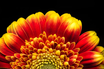 Close up of a red and yellow gerber
