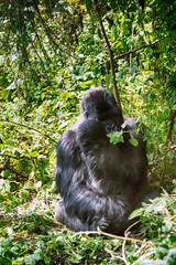 Mountain gorilla, Volcano National Park, Rwanda