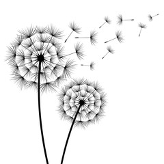 Obraz premium Dwa kwiaty mniszek sylwetka