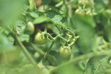 Close up tomato on a plant in the garden
