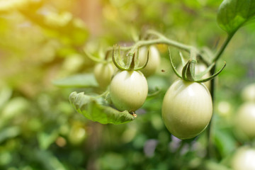 Close up tomato on a plant in the garden