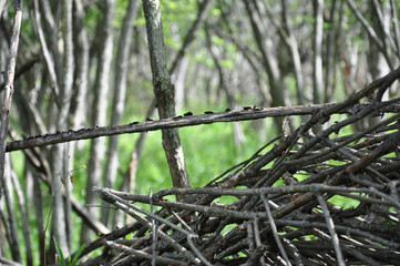 Holy Sticks!