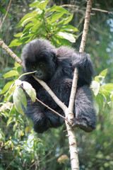Mountain gorilla, Volcano National Park, Rwanda
