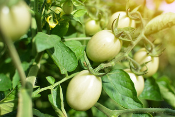 Close up tomato on a plant in the garden